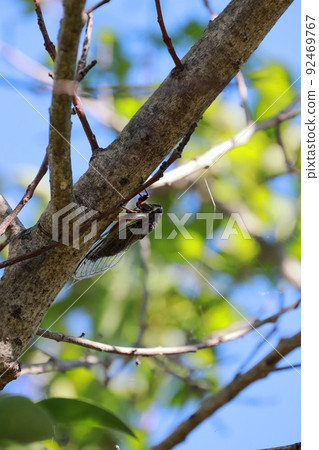 Bear cicada Bear cicada 92469767