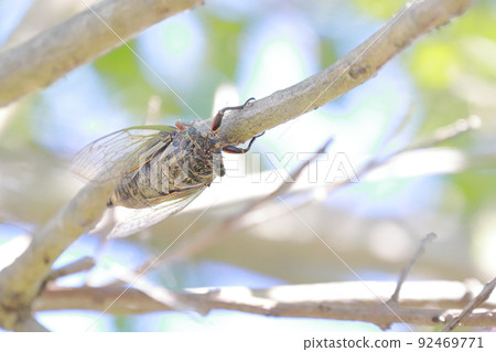 Bear cicada Bear cicada 92469771