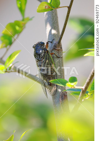 熊蟬 熊蟬 92469773