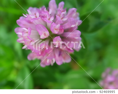 Red clover 92469995