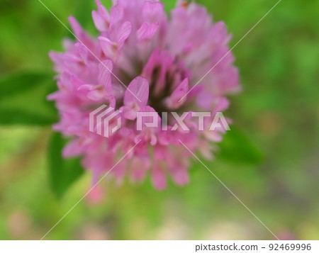 紅三葉草 92469996