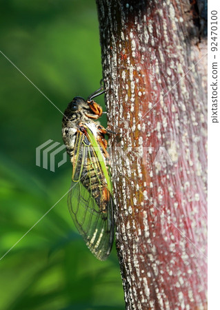 Bear cicada Bear cicada 92470100