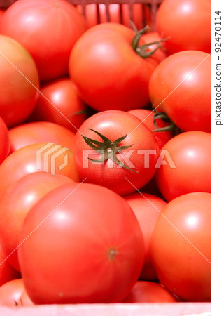 Tomato harvest Tomato harvest 92470114