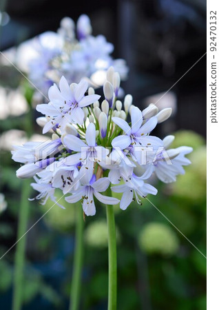 Dwarf bicolor bloom Agapanthus: Twister Dwarf bicolor bloom Agapanthus: Twister 92470132