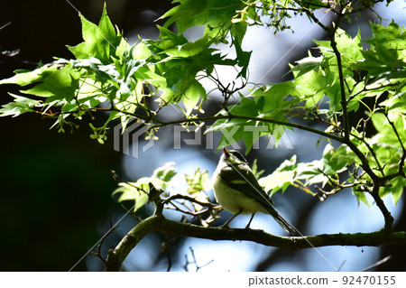 Great tit chicks facing up 92470155