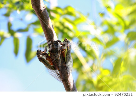 Bear cicada breeding activity 92470231