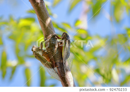 熊蟬繁殖活動 92470233