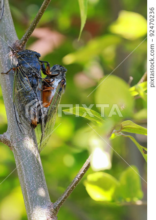 熊蟬繁殖活動 92470236