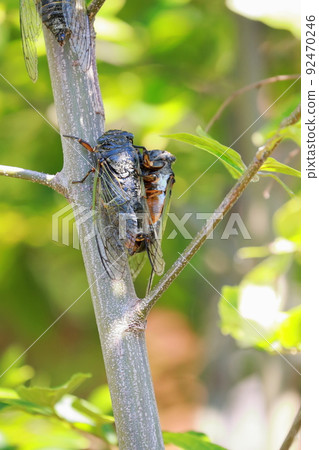 Bear cicada breeding activity Bear cicada breeding activity 92470246