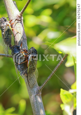 熊蟬繁殖活動 熊蟬繁殖活動 92470247
