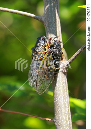 熊蟬繁殖活動 92470254