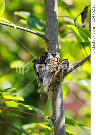 Bear cicada breeding activity 92470256