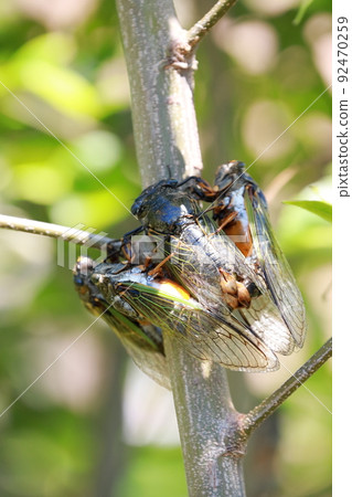 Bear cicada breeding activity 92470259