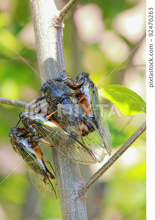 熊蟬繁殖活動 熊蟬繁殖活動 92470263
