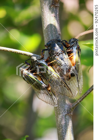 熊蟬繁殖活動 92470265