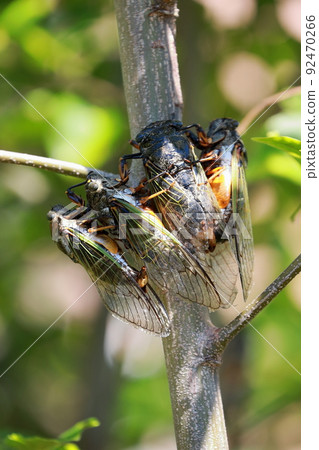 Bear cicada breeding activity Bear cicada breeding activity 92470266