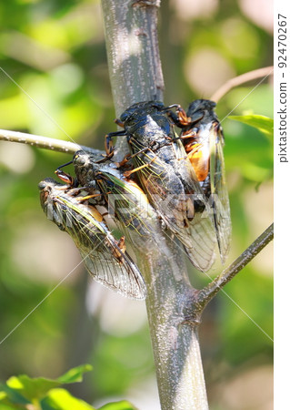Bear cicada breeding activity Bear cicada breeding activity 92470267