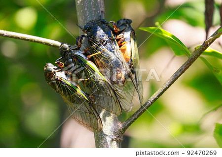 Bear cicada breeding activity Bear cicada breeding activity 92470269