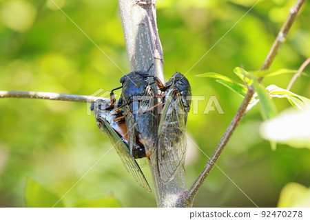 Bear cicada breeding activity Bear cicada breeding activity 92470278