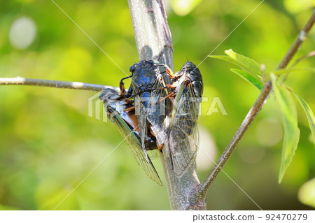 熊蟬繁殖活動 92470279