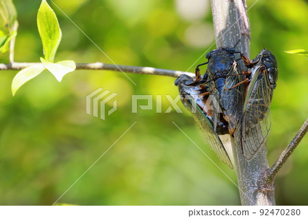 熊蟬繁殖活動 熊蟬繁殖活動 92470280