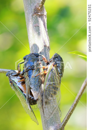 熊蟬繁殖活動 92470281