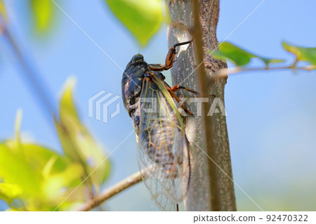 蟬 92470322