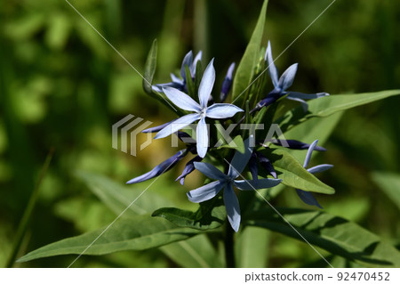 Amsonia elliptica 長大後會開出許多淡藍紫色的花朵 Amsonia elliptica 長大後會開出許多淡藍紫色的花朵 92470452