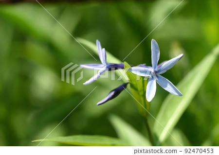 Amsonia elliptica 長大後會開出許多淡藍紫色的花朵 Amsonia elliptica 長大後會開出許多淡藍紫色的花朵 92470453