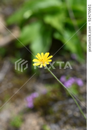 白山山腳下的美山蒲公英花 92470661