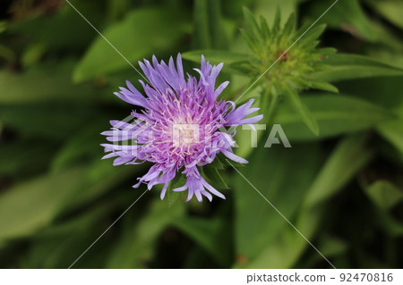 Stokesia Stokesia 92470816