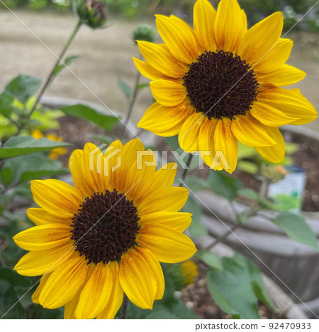 向日葵（向日葵）是一種典型的為夏天著色的花。 92470933