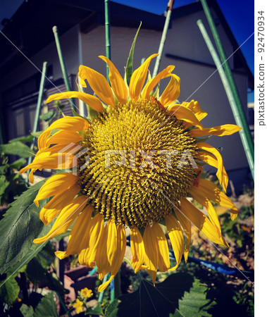 向日葵（向日葵）是一種典型的為夏天著色的花。 92470934