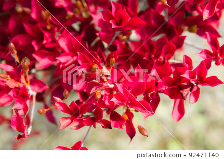 Azalea's autumn leaves 92471140