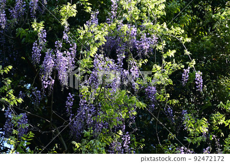 紫藤花 紫藤花 92472172