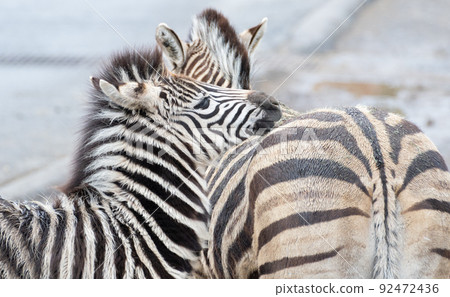 Parent and child of a zebra 92472436