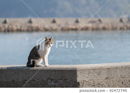Sitting cat Kijitora white 92472740