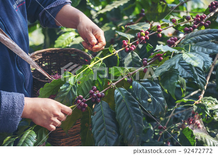 Man Hands harvest coffee bean ripe Red berries plant fresh seed coffee tree growth in green eco organic farm. Close up hands harvest red ripe coffee seed robusta arabica berry harvesting coffee farm 92472772