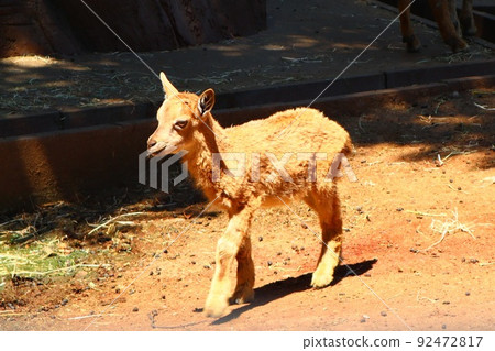 Markhor of Kawasaki City Yumemigasaki Zoological Park 92472817