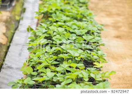 Seedlings 92472947