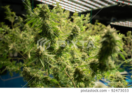 Marijuana, hemp or cannabis plant leaves farm lab. Organic product in laboratory in technology medical, healthcare, research concept. Natural food. Ganja 92473033