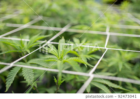 Marijuana, hemp or cannabis plant leaves farm lab. Organic product in laboratory in technology medical, healthcare, research concept. Natural food. Ganja Marijuana, hemp or cannabis plant leaves farm lab. Organic product in laboratory in technology medical, healthcare, research concept. Natural food. Ganja 92473041