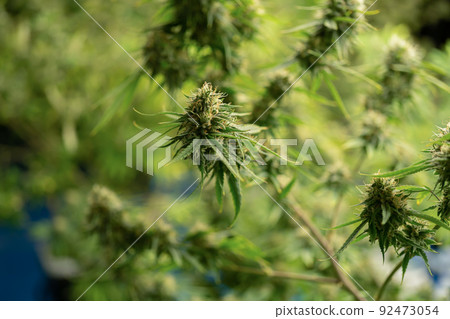Marijuana, hemp or cannabis plant leaves farm lab. Organic product in laboratory in technology medical, healthcare, research concept. Natural food. Ganja 92473054