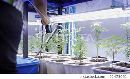 Marijuana, hemp or cannabis plant leaves farm lab. Organic product in laboratory in technology medical, healthcare, research concept. Natural food. Ganja Marijuana, hemp or cannabis plant leaves farm lab. Organic product in laboratory in technology medical, healthcare, research concept. Natural food. Ganja 92473061
