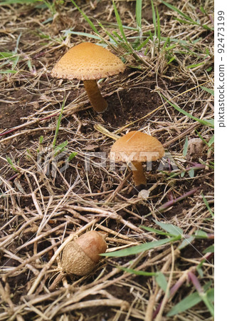 Wild mushrooms and acorns in thickets Wild mushrooms and acorns in thickets 92473199