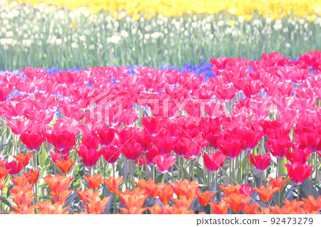 Colorful tulip field 92473279