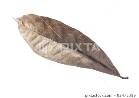 Dry leaves isolated on white background. Tropical dry leaves clipping path. 92473389