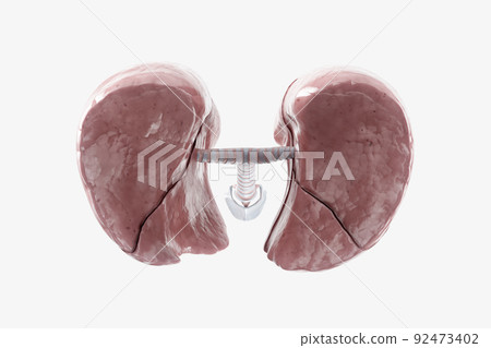 Human lungs isolated on white background Human lungs isolated on white background 92473402