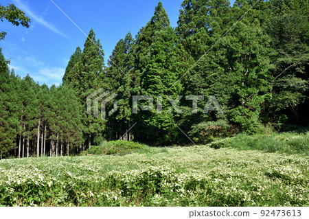 Half-summer garden (Okada no Tani) [Mitsue Village, Nara Prefecture] 92473613