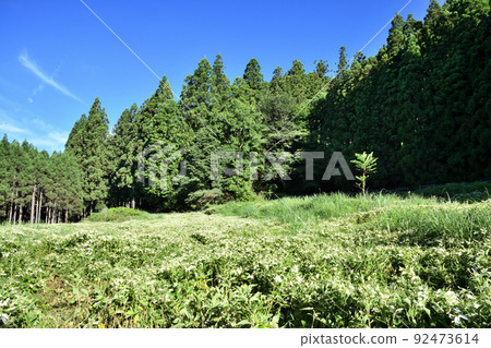 半夏庭園（岡田之谷）[奈良縣三江村] 92473614
